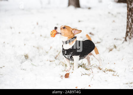 Lustige kleine Jack Russell Terrier Hund mit Spielzeug mit schwarzen Pullover Stockfoto