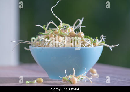 Die gekeimten Samen für Salat. Samen für Salat Sprossen Stockfoto
