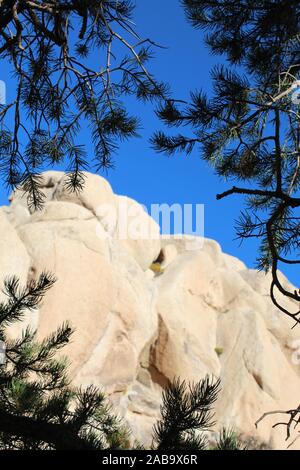 In der Nähe von Ryan Berg der Joshua Tree National Park leben eine schöne native Südlichen Mojave Wüste Pflanze, die Single Leaf Pinyon, Pinus Monophylla. Stockfoto