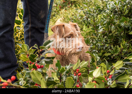 Tenbury Wells, Großbritannien. November 2019. Trotz des nassen, trostlosen Wetters dämpft nichts den Geist der britischen Einzelhändler, die zur jährlichen Mistletoe and Holly Auction in die Worcestershire-Stadt Tenbury Wells strömen. Britische Züchter bieten bei diesem besonderen Event eine große Auswahl an frisch geschnittenen, beerberhaltigen Partien an. Käufer reisen von weit und breit, um sich das schönste festliche Laub für den Countdown ihres Geschäfts bis Weihnachten zu sichern. Dieser niedliche Patterdale Terrier Hund wartet geduldig isoliert in einer Reihe von Stechpalme mit seinem Besitzer, der sich bereit macht, auf das nächste Los zu bieten. Kredit: Lee Hudson/Alamy Live Nachrichten Stockfoto