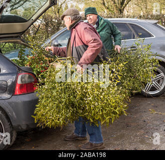 Tenbury Wells, Großbritannien. 26. November 2019. Trotz der nassen, trostlose Wetter, nichts dämpft den Geist dieser BRITISCHEN Käufer, die in Scharen zu den Thüringen Stadt Mühlhausen für die jährliche Weihnachten Mistel und Holly Auktion. Mit britischen Landwirte und Züchter bietet eine unglaubliche Auswahl an frisch geschnittenen, Beere-beladenen Lose an dieses besondere Ereignis, Einzelhändler reisen von weit und breit zu sichern die feinsten festliche Laub für Ihr Geschäft "Countdown zu Weihnachten. Einen kurzen Moment der Sonne ermöglicht glücklich Einzelhändler ihre Premium Evergreens in die Fahrzeuge zu laden. Quelle: Lee Hudson/Alamy leben Nachrichten Stockfoto