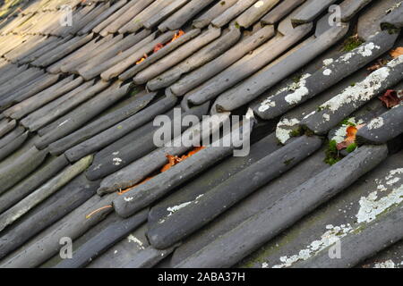 Dachziegel. Sehr alten grauen Dachziegeln auf einem alten Dach im Herbst mit Moos und einige Blätter abgedeckt. Stockfoto