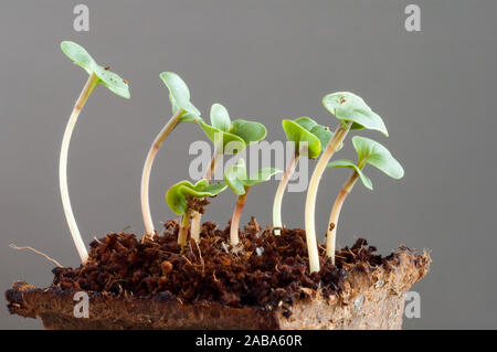 Sprossen von Radieschen, Raphanus Sativus, Sämlinge eine Woche nach der Aussaat der Samen im Boden Stockfoto
