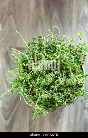 Thymian-Anlage Stockfoto