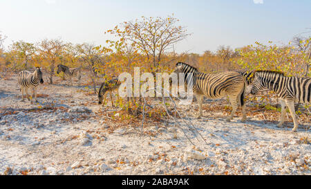 Zebras in der Etosha Nationalpark, Namibia. Stockfoto