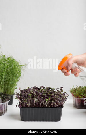 Weibliche hand mit Spray Bewässerung microgreens über Grau Stockfoto