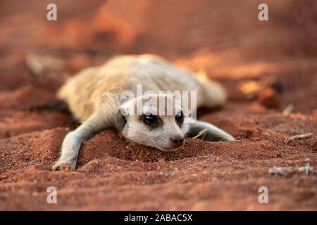 Erdmännchen (Suricata suricatta), Erwachsener, im Sand, Tswalu Kalahari Game Reserve, North Cape, Südafrika Stockfoto