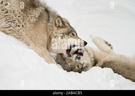 Zwei Östlichen Grauen Wölfe im Schnee spielen. Stockfoto