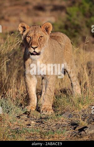 Löwin (Panthera leo), Subadult, Mountain Zebra National Park, Eastern Cape, Südafrika Stockfoto