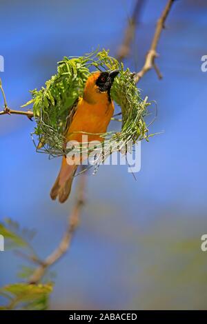 Südliche maskierte Weaver (Ploceus velatus), Erwachsener, Mann, Nestbau, Tswalu Kalahari Game Reserve, North Cape, Südafrika Stockfoto