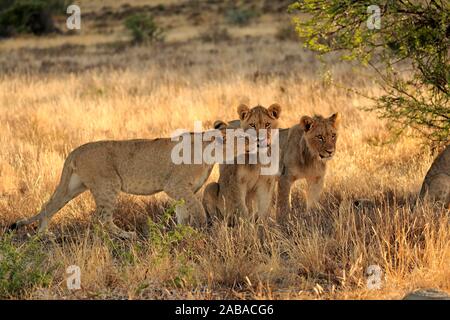 Löwen (Panthera leo), Subadult, männlich, drei Tiere, Gruß, soziales Verhalten, Mountain Zebra National Park, Eastern Cape, Südafrika Stockfoto