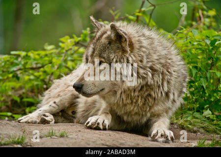 Grauer Wolf Liegend auf Felsen Stockfoto