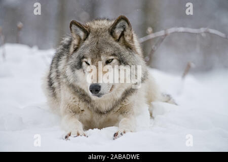 Grauer Wolf zur Festlegung im Schnee Stockfoto