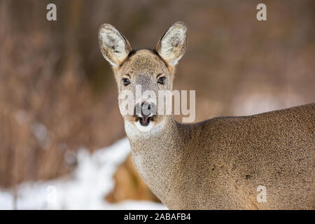 Weibliche Rehe mit flauschigen winter Fell und offenen Mund Stockfoto