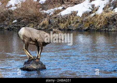 Bighorn Schafe weiden am Ufer des South Platte River in Waterton Canyon hoch in den Rocky Mountains in Colorado. Gelegentlich gehen t Stockfoto