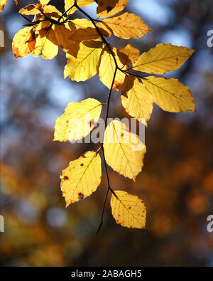 Hintergrundbeleuchtung Blätter Buche (Fagus sylvatica) in lebhaften Farben des Herbstes Stockfoto