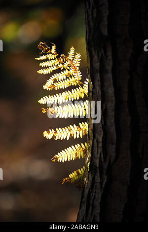 Hintergrundbeleuchtung Bracken fern (Pteridium aquilinum) heraus spähen hinter Eiche Baum im Herbst Stockfoto