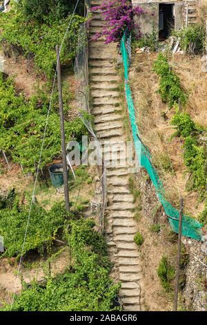 Via dell'Amore (der Weg der Liebe), berühmten Wanderweg inmitten der Weinberge an der Küste von Vernazza Dorf, der Nationalpark der Cinque Terre, Ligurien, Italien Stockfoto