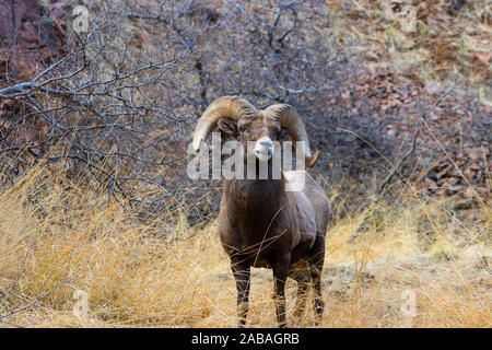 Bighorn Schafe weiden am Ufer des South Platte River in Waterton Canyon hoch in den Rocky Mountains in Colorado. Gelegentlich gehen t Stockfoto