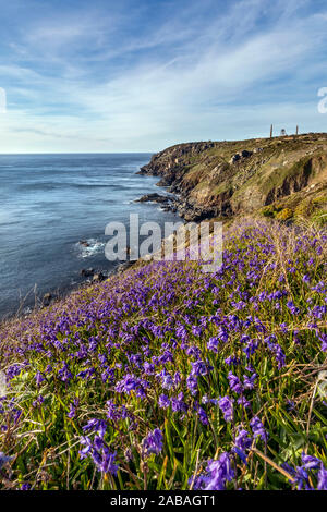 Botallack; Bluebells; Cornwall, UK Stockfoto