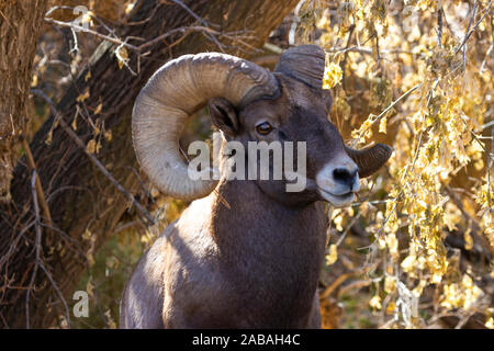 Bighorn Schafe weiden am Ufer des South Platte River in Waterton Canyon hoch in den Rocky Mountains in Colorado. Gelegentlich gehen t Stockfoto