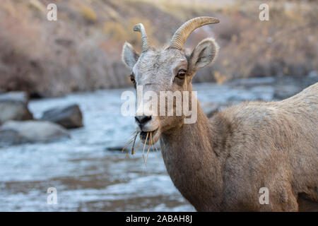 Bighorn Schafe weiden am Ufer des South Platte River in Waterton Canyon hoch in den Rocky Mountains in Colorado. Gelegentlich gehen t Stockfoto