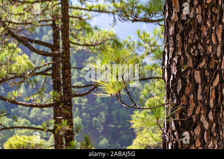 Regrowth durch verbrannte Rinde und Waldbrände der Kanarischen Kiefer (Pinus canariensis) im Mirador de La Cumbrecita, La Palma, Kanarischen Inseln, Stockfoto