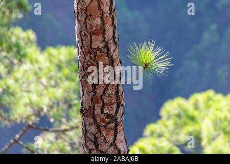 Regrowth durch verbrannte Rinde und Waldbrände der Kanarischen Kiefer (Pinus canariensis) im Mirador de La Cumbrecita, La Palma, Kanarischen Inseln, Stockfoto