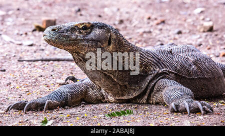 Komodo Dragon auf Rinca Island, Indonesien Stockfoto