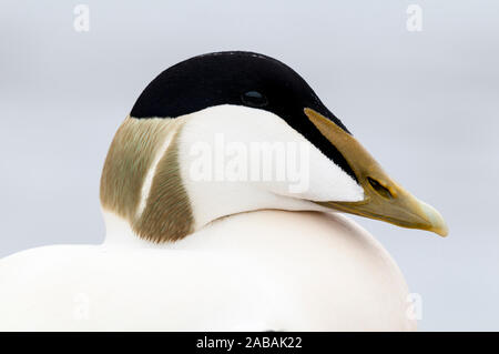 Eiderente (Somateria Mollissima), männlichen Erwachsenen Schwimmen in den Hafen von nevsehir an der Küste von Northumberland. März. Stockfoto