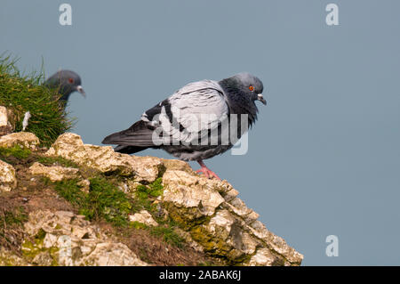 Wilde Taube (Columba livia), Erwachsene auf den Klippen thront und Meer bei RSPB Bempton Cliffs, East Yorkshire. März. Stockfoto