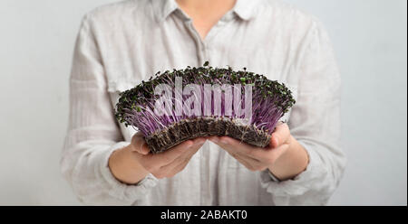 Frau mit gekeimt Lila microgreens in Händen auf Grau Stockfoto