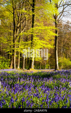 Ein Teppich von Englisch bluebells (Hyacinthoides non-scripta) Blühende unter Buche (Fagus sylvatica) in neuen, frischen Blatt an Micheldever Holz, Hampshi Stockfoto