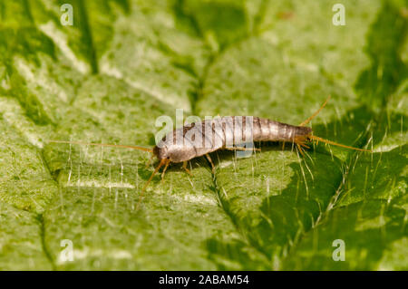 Silberfische (Lepisma saccharina), Erwachsener, Versenkung über einem nesselblatt in einem Garten in Thirsk, North Yorkshire. April. Stockfoto