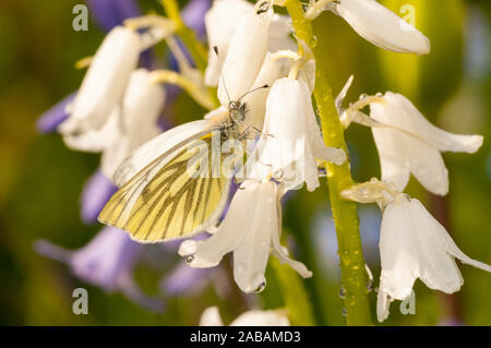 Rapsweißling Schmetterling (Pieris napi), 1 Brut nach Weiblich, sitzend auf einem gepflegten weißen Bluebell in einem Garten in Thirsk, North Yorkshire. Apr Stockfoto