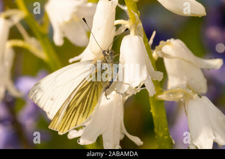 Rapsweißling Schmetterling (Pieris napi), 1 Brut nach Weiblich, sitzend auf einem gepflegten weißen Bluebell in einem Garten in Thirsk, North Yorkshire. Apr Stockfoto