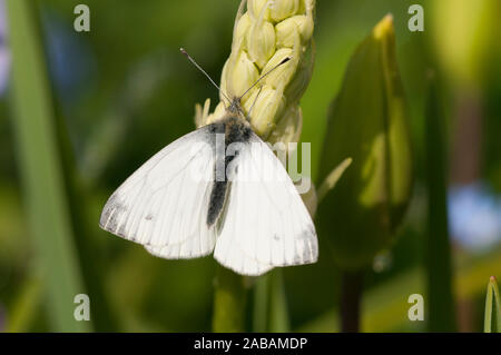 Rapsweißling Schmetterling (Pieris napi), 1 Brut nach Weiblich, sitzend auf Knospen einer gepflegten weißen Bluebell in einem Garten in Thirsk, North Yorksh Stockfoto