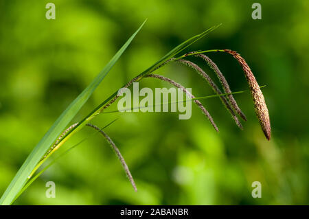 Hängend Segge (Carex pendula) Blüte im Hackfall Woods am östlichen Rand der Nidderdale Gebiet von außergewöhnlicher natürlicher Schönheit in Norden Yorkshir Stockfoto