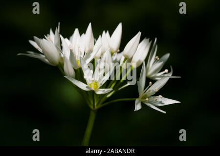 Bärlauch (Allium ursinum), auch wilder Knoblauch und Bärlauch bekannt. Eine einzelne Blume Kopf in Nahaufnahme. In Hackfall Woods am östlichen Rand der Stockfoto