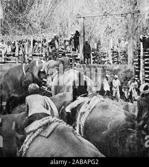 Halbton Foto des Prinzen von Wales einen organisierten Kampf zwischen Elefanten (Elephas maximus indicus) in einer Einfriedung in Mysore, Indien, 1906. Stockfoto