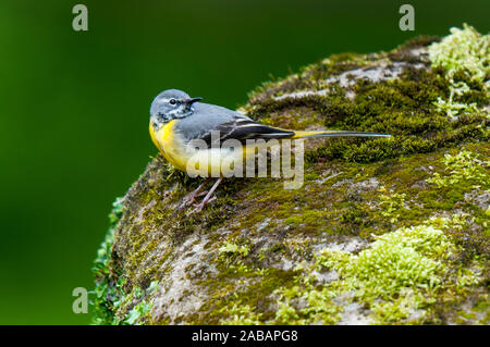 Gebirgsstelze (Motacilla cinerea), thront auf einem Felsen im Fluß Ure in Hackfall Woods am östlichen Rand der Nidderdale Bereich der hervorragenden Stockfoto