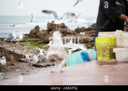 Fischer bei der Arbeit, Essaouira, Marokko Stockfoto