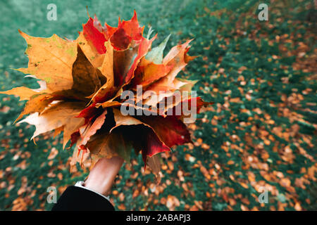 Mädchen, dass in der Hand gelb rot orange Ahornblätter Bouquet. Frau Wandern im Herbst Wald. Schönen Park mit frischer Luft. Gesunde Natur und lifest Stockfoto