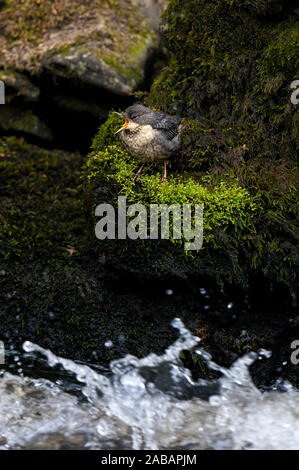 Pendelarm (Cinclus cinclus), in den Kinderschuhen steckenden Aufruf für seine Eltern, während auf den Felsen am Ufer des Flusses Ure in Hackfall Wald thront auf dem östlichen Rand Stockfoto