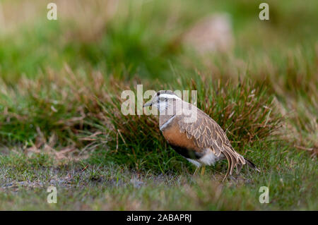 Dotterel (Charadrius morinellus), erwachsene Frau auf Migration ruht auf der Oberseite des Pendle Hill im Wald von Bowland Gebiet von außergewöhnlicher natürlicher Bea Stockfoto