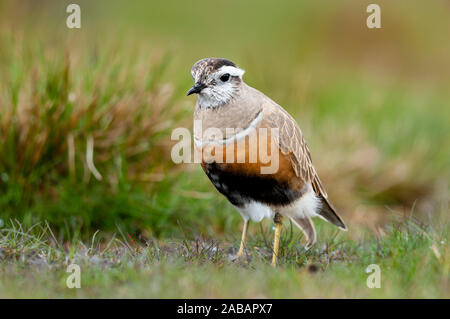 Dotterel (Charadrius morinellus), erwachsene Frau auf Migration ruht auf der Oberseite des Pendle Hill im Wald von Bowland Gebiet von außergewöhnlicher natürlicher Bea Stockfoto