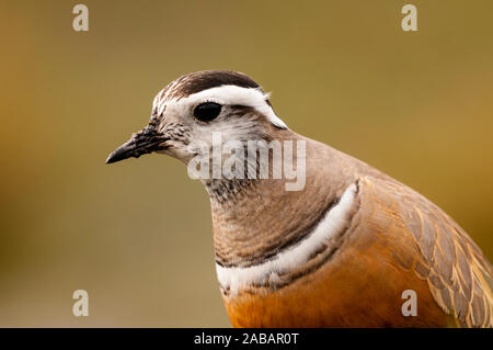 Dotterel (Charadrius morinellus), erwachsene Frau auf Migration ruht auf der Oberseite des Pendle Hill im Wald von Bowland Gebiet von außergewöhnlicher natürlicher Bea Stockfoto