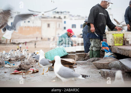 Fischer bei der Arbeit, Essaouira, Marokko Stockfoto