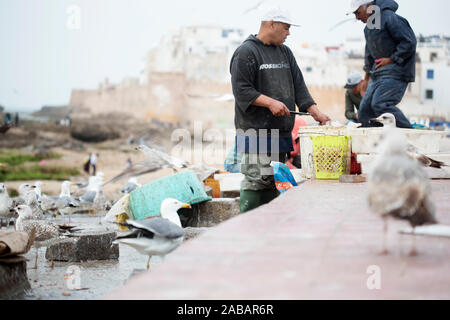 Fischer bei der Arbeit, Essaouira, Marokko Stockfoto