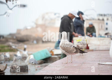 Fischer bei der Arbeit, Essaouira, Marokko Stockfoto